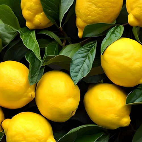 Lemon